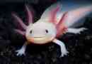 Axolotl - ambistumy liarva. Fotografija, opis